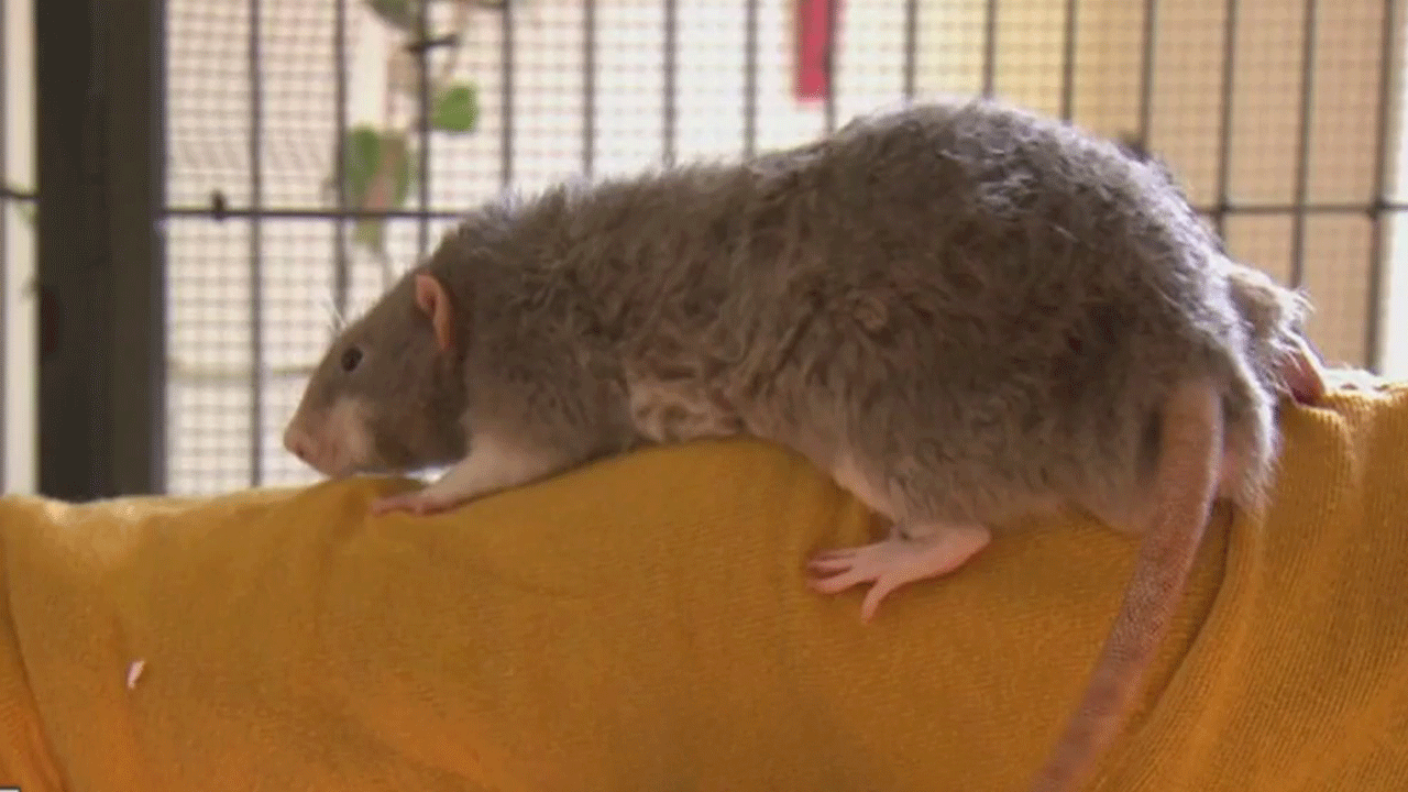 From domesticated to street, rats are unique creatures