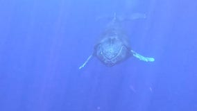 Watch: Divers’ close whale encounter after spectacular breach
