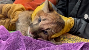 Rescued mountain lion cub paired with orphaned companion at Alabama zoo