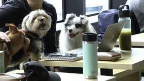 Dine with your doggo: NYC café where fluff meets flavor at Boris & Horton!