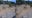 Elephants react to San Diego earthquake, swarm around young