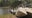 Florida woman killed by alligator while canoeing with husband at Lake Kissimmee: FWC