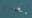 Animal rarely seen off North Carolina coast spotted for first time in 5 years