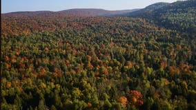 Trump administration opens up over half of national forests for logging