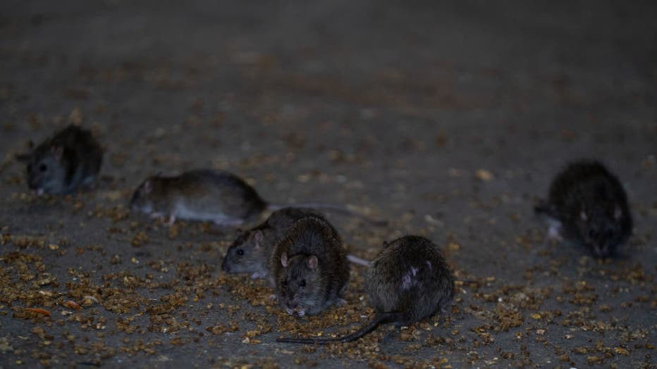 NYC Rat Sightings Higher Than Ever Before