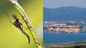 Travel hot spot seeks emergency declaration over massive bug infestation