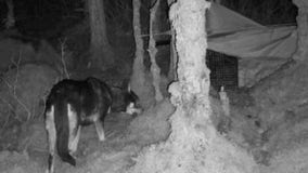 Rescued dog from LA evades capture after escaping adoptive home in Alaska