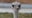 Beloved ostrich at Topeka Zoo dies after swallowing staff member's keys