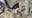 Fossil of prehistoric marine reptile discovered in Argentina field