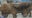 Dog tied to tree and abandoned in Rockland County: $5,000 reward offered to find culprit