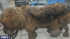 Dog tied to tree and abandoned in Rockland County: $5,000 reward offered to find culprit